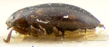 Media type: image;   Entomology 5986 Aspect: habitus lateral view